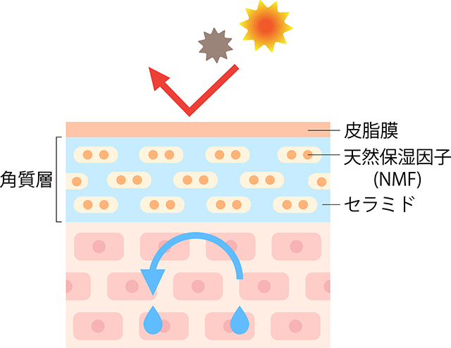 敏感肌のメカニズム