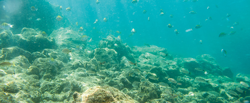 サンゴ礁を破壊する紫外線吸収剤不使用