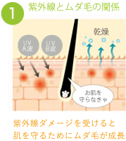 紫外線とムダ毛の関係