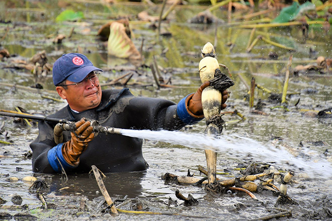 蓮の花ハンドクリーム｜【公式】鈴木ハーブ研究所